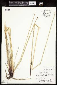 Eleocharis palustris image