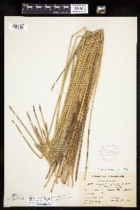 Eleocharis palustris image