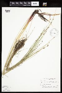 Eleocharis palustris image