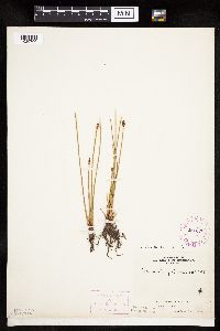 Eleocharis palustris image