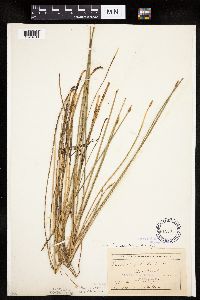 Eleocharis palustris image