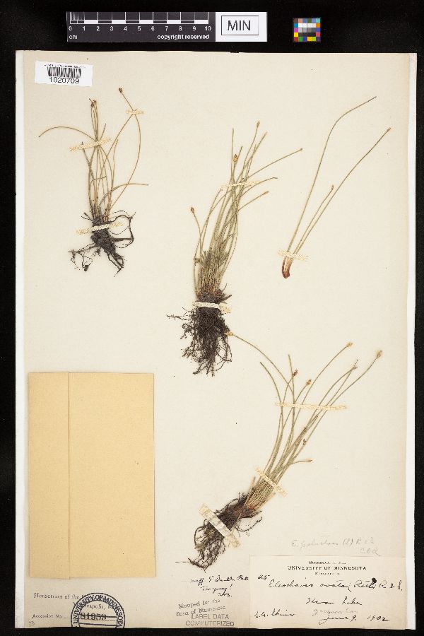 Eleocharis palustris image