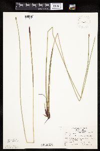 Eleocharis palustris image