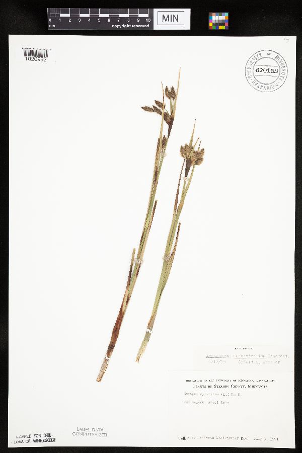 Eriophorum angustifolium image