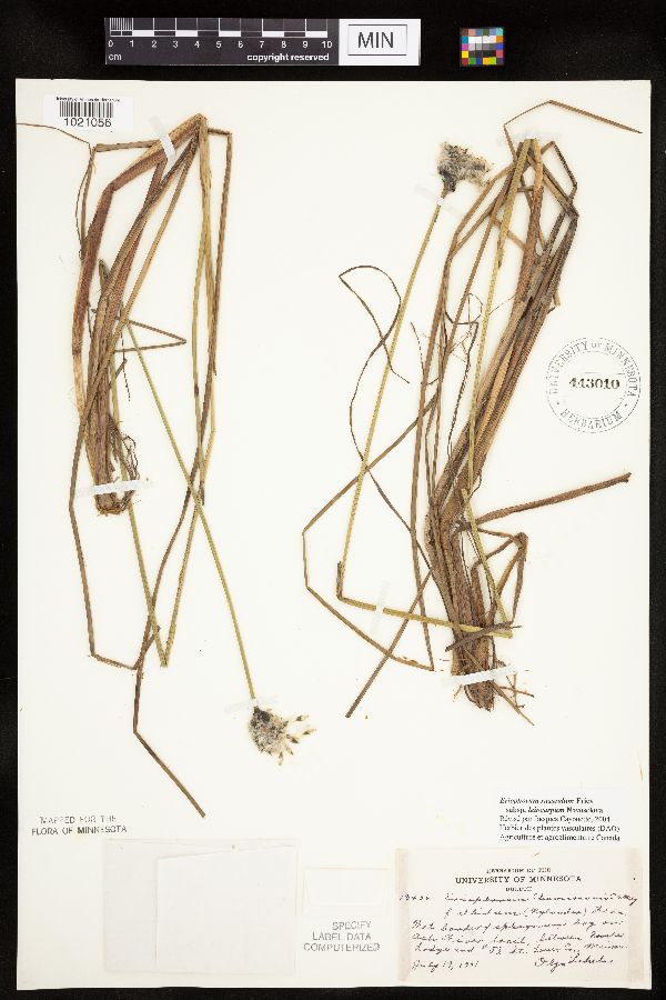 Eriophorum chamissonis image