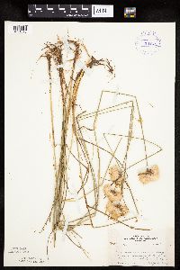 Eriophorum virginicum image