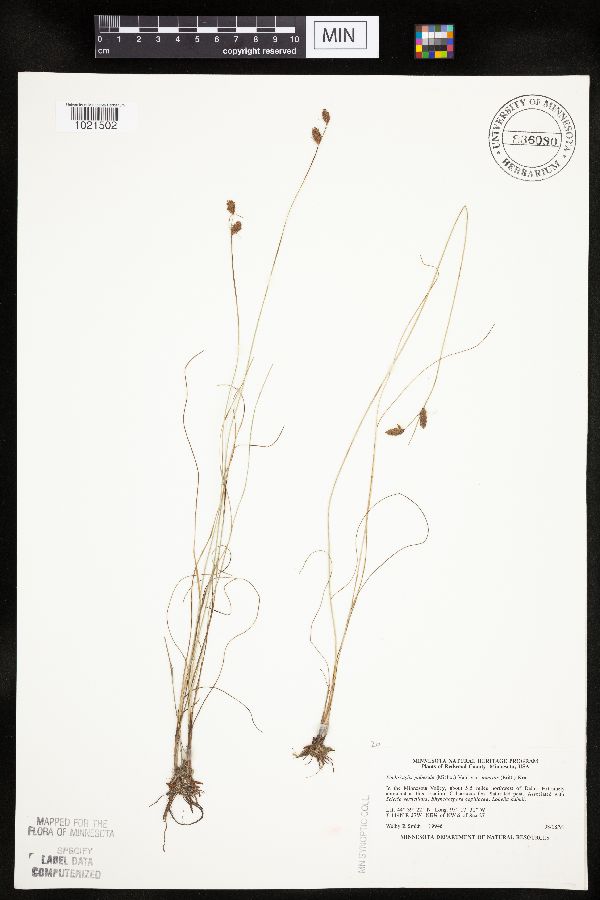 Fimbristylis puberula image