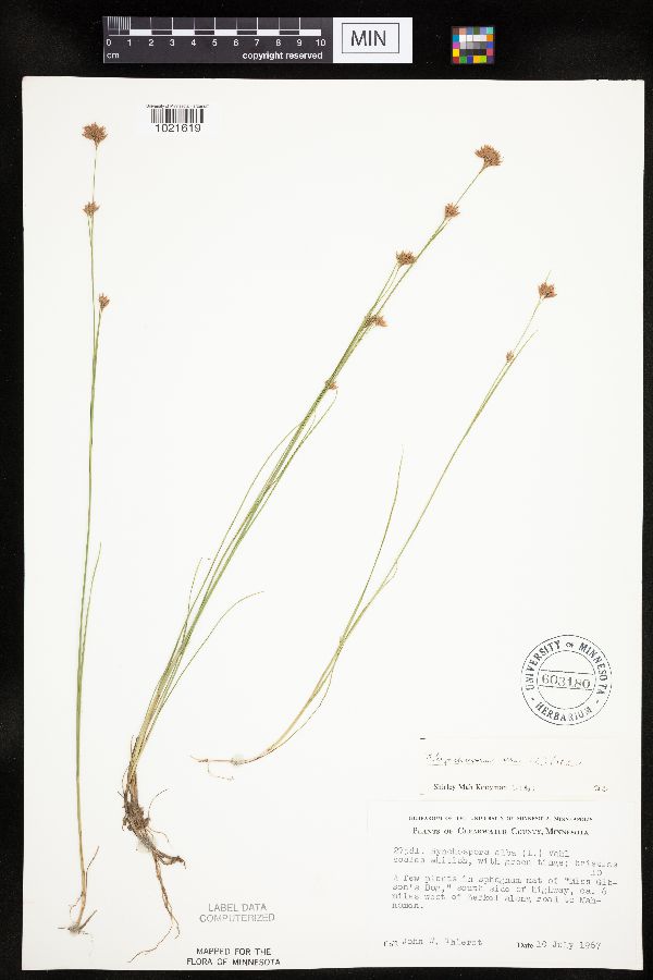 Rhynchospora alba image