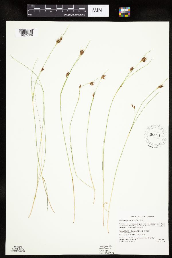 Rhynchospora image