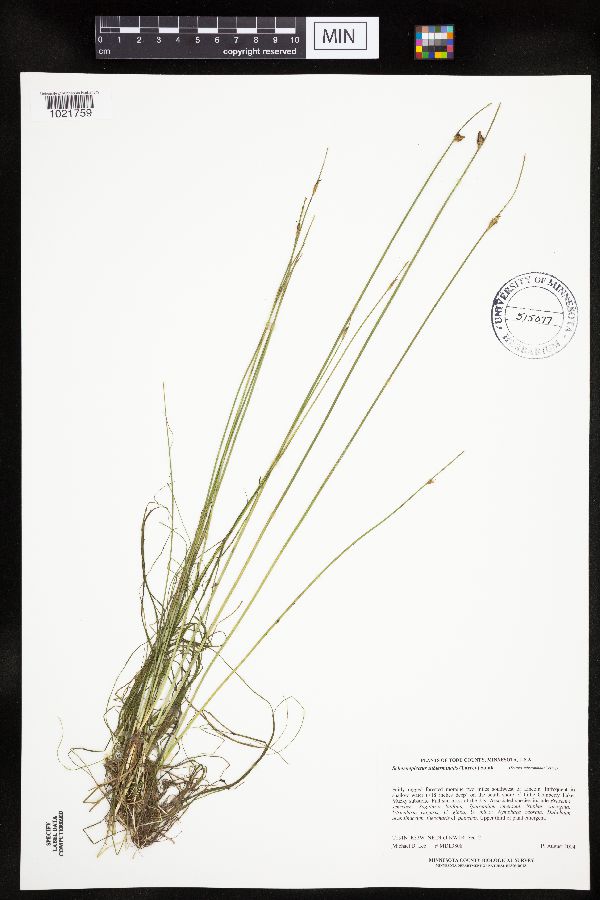 Schoenoplectus subterminalis image