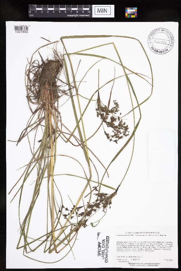 Scirpus atrocinctus image