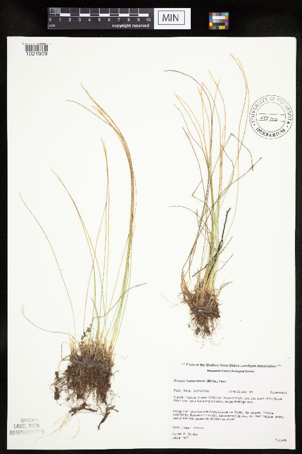 Trichophorum alpinum image