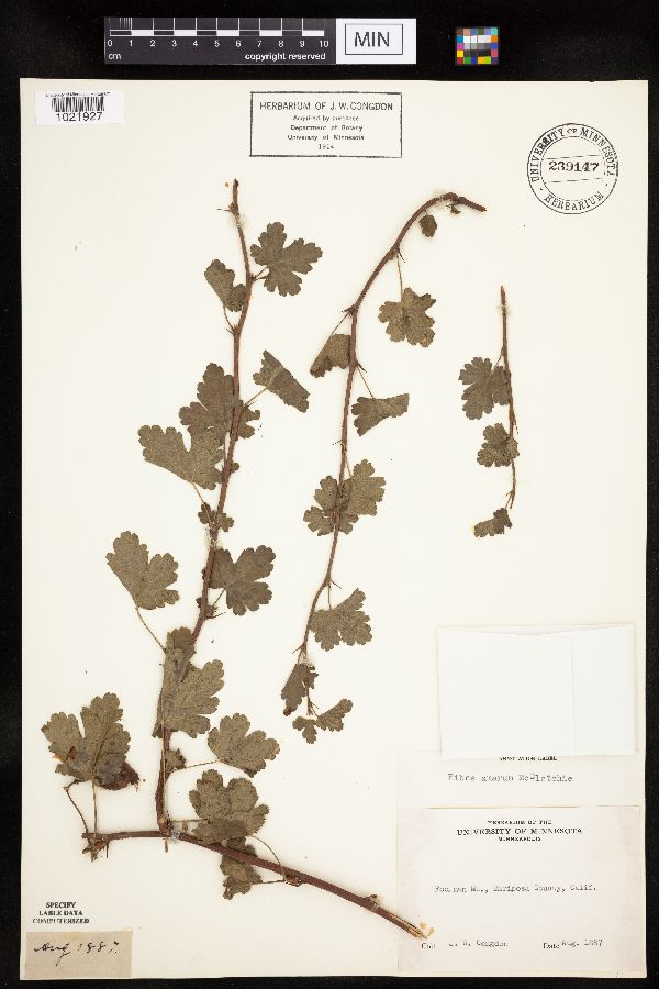 Ribes amarum image