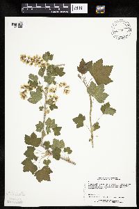 Ribes americanum image