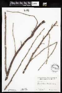 Ribes americanum image