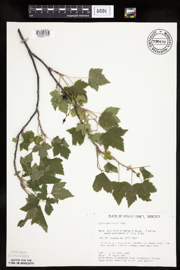 Ribes americanum image