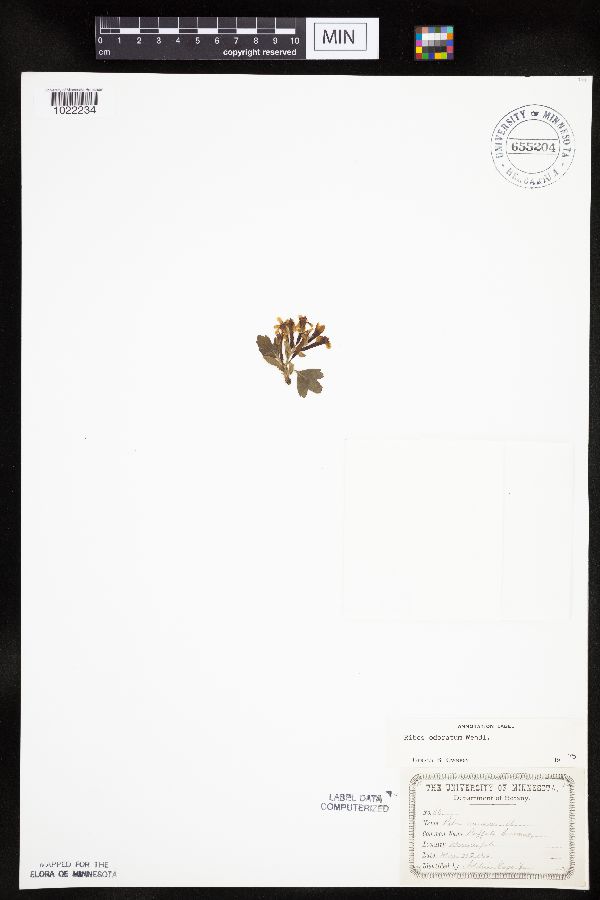Ribes aureum var. villosum image