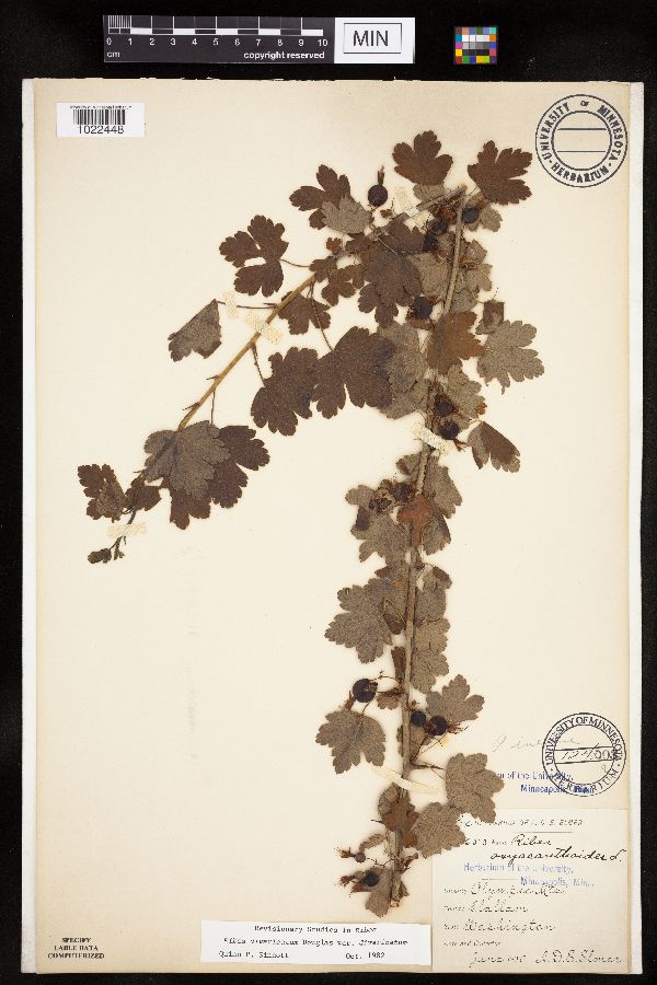 Ribes divaricatum var. divaricatum image