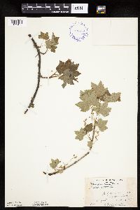 Ribes glandulosum image