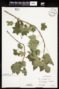 Ribes glandulosum image