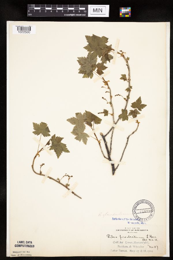 Ribes glandulosum image