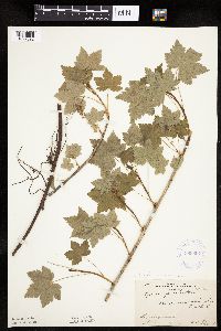 Ribes glandulosum image