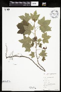 Ribes glandulosum image