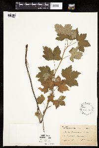 Ribes glandulosum image