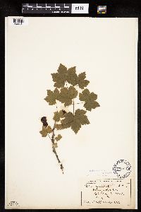 Ribes glandulosum image