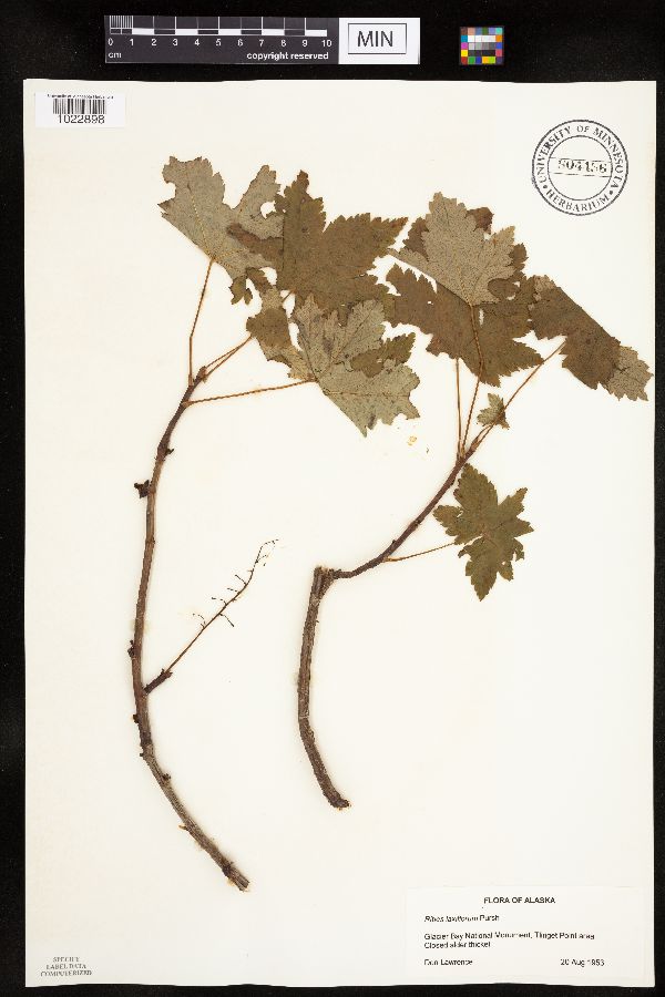 Ribes laxiflorum image