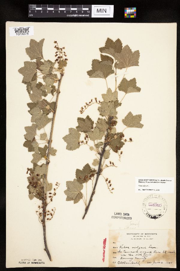 Ribes nigrum image