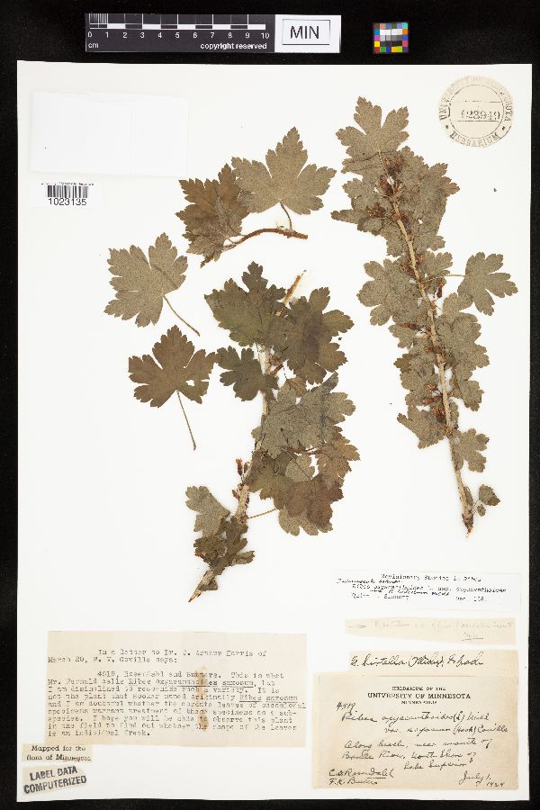 Ribes oxyacanthoides-hirtellum image