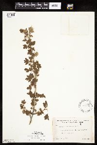 Ribes oxyacanthoides var. oxyacanthoides image