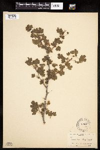 Ribes roezlii image