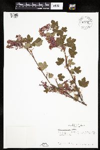 Image of Ribes sanguineum