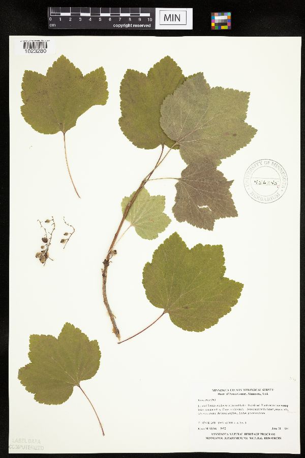 Ribes triste image