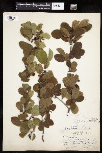 Amelanchier alnifolia x laevis image