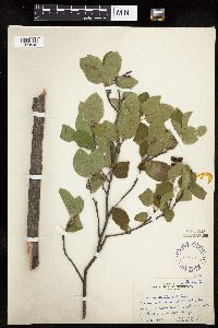 Amelanchier alnifolia x laevis image