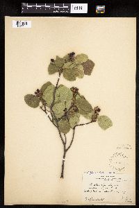 Amelanchier alnifolia x laevis image