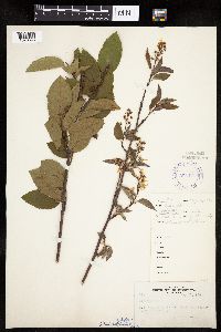 Amelanchier alnifolia x laevis image