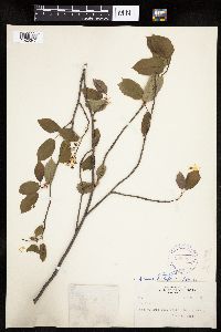 Amelanchier alnifolia x laevis image