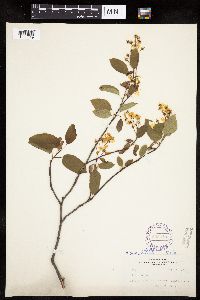 Amelanchier alnifolia x laevis image