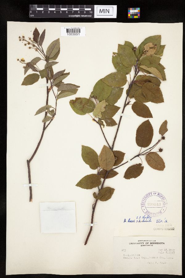 Amelanchier alnifolia x laevis image