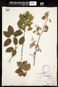 Amelanchier alnifolia x laevis image