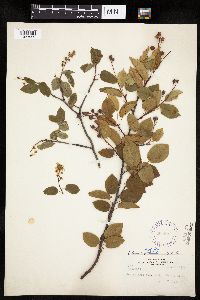 Amelanchier alnifolia x laevis image