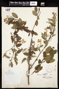 Amelanchier alnifolia x laevis image