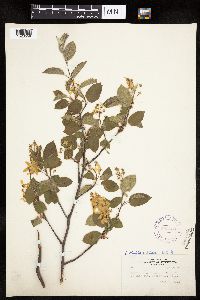 Amelanchier alnifolia x laevis image