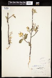 Amelanchier alnifolia x laevis image