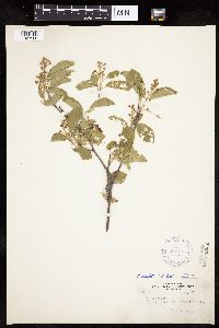 Amelanchier alnifolia x laevis image