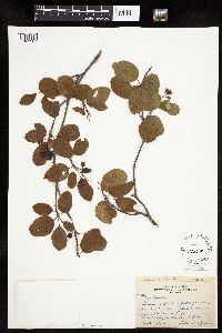 Amelanchier alnifolia x sanguinea image